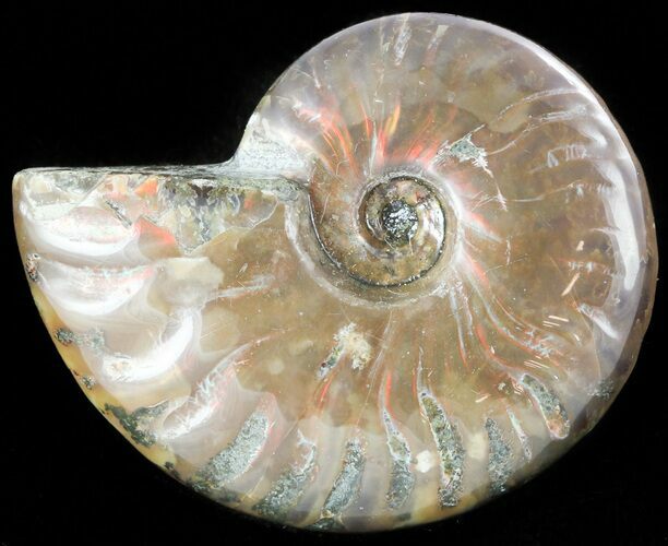 Flashy Red Iridescent Ammonite - Wide #45781